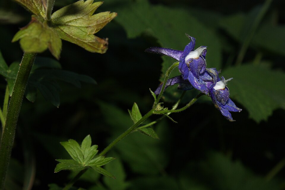 Delphinium trolliifolium (Streambank Larkspur) (alternate view 7)