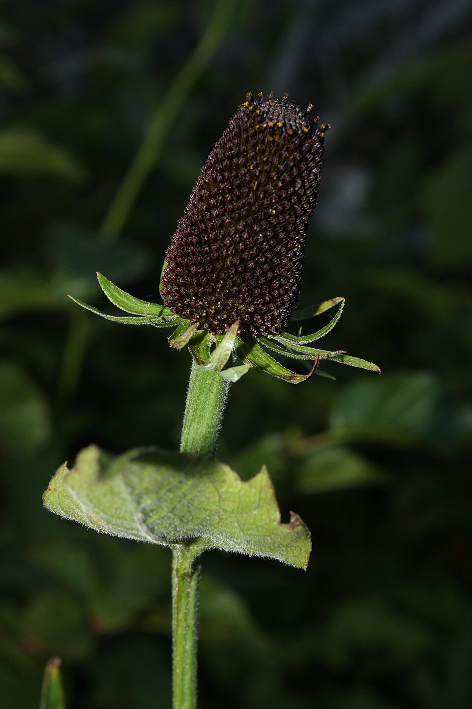 Rudbeckia occidentalis (Western Black-eyed Susan) (alternate view 8)