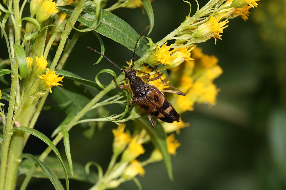 Solidago lepida (Canada goldenrod) (alternate view 6)