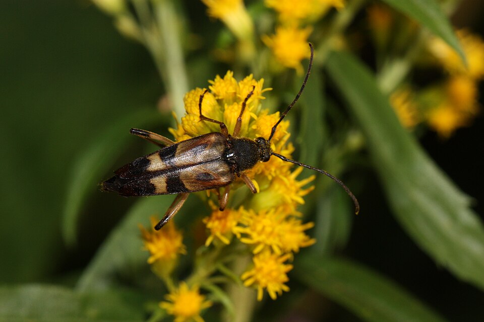 Solidago lepida (Canada goldenrod) (alternate view 7)