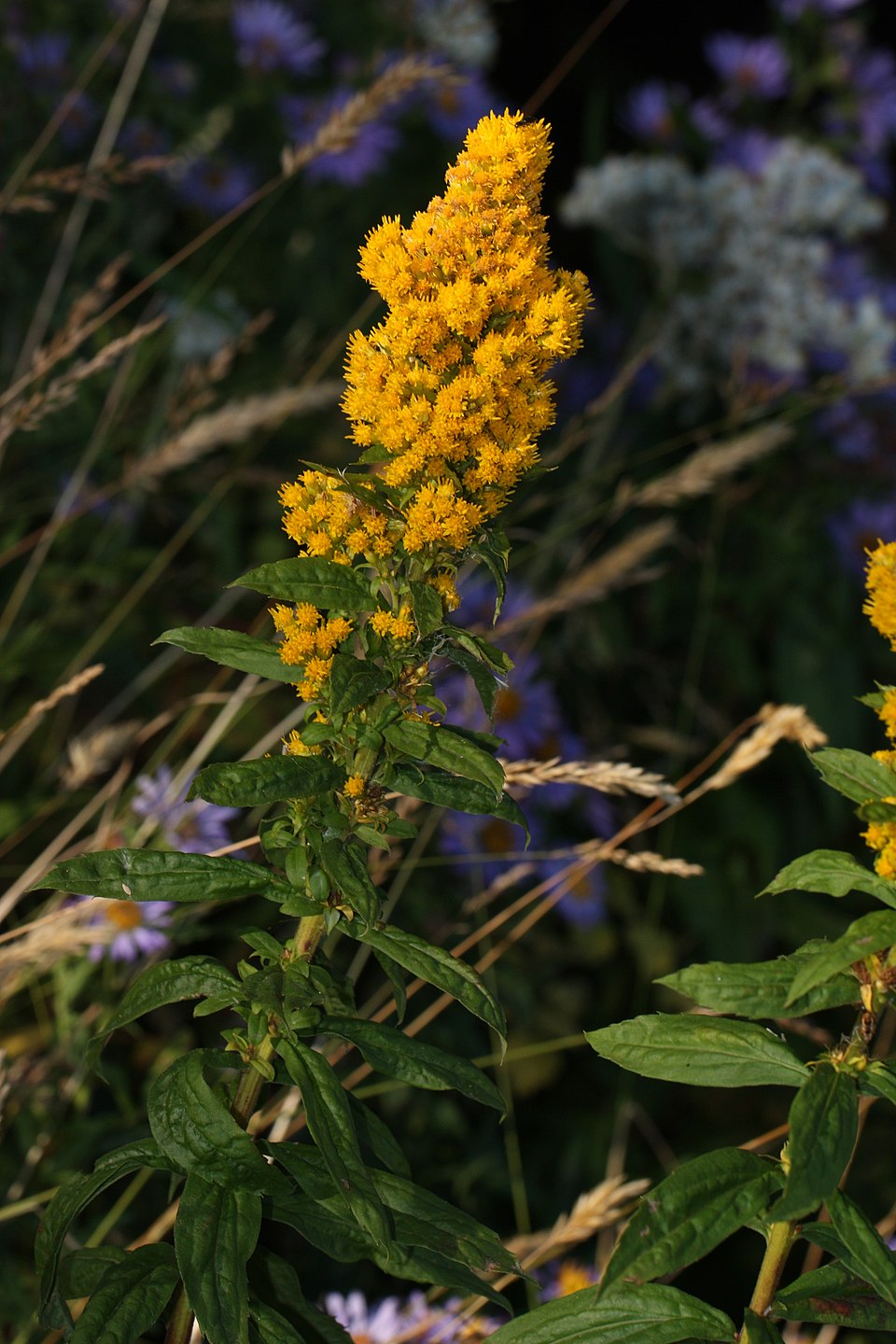 Solidago lepida (Canada goldenrod) (alternate view 8)