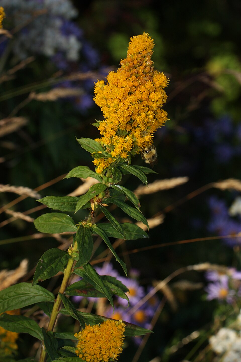 Solidago lepida (Canada goldenrod) (alternate view 9)