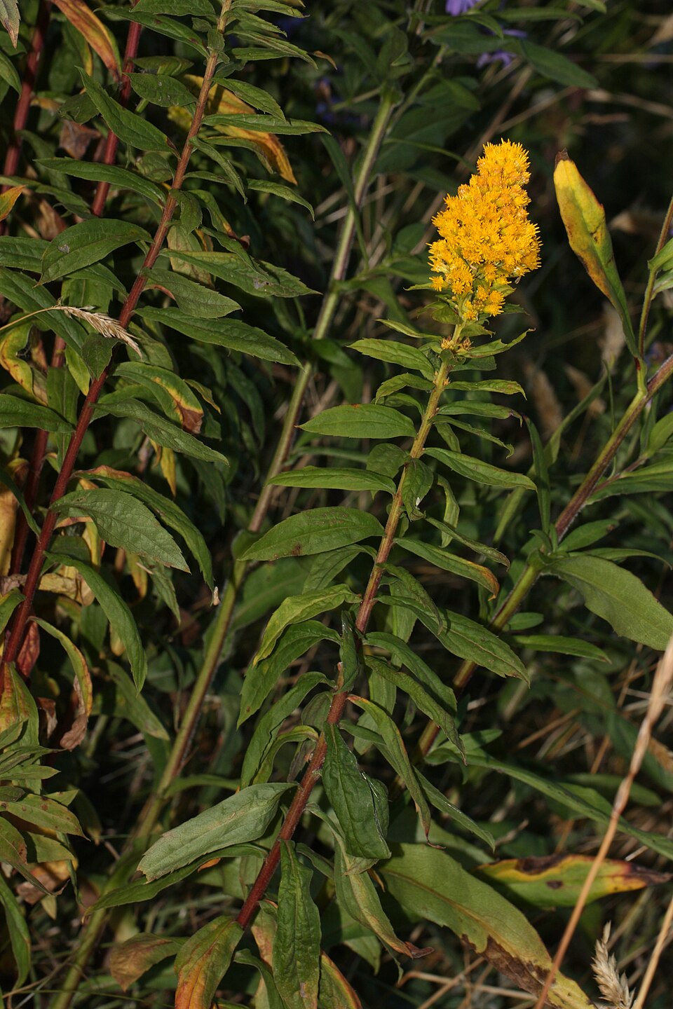 Solidago lepida (Canada goldenrod) (alternate view 10)