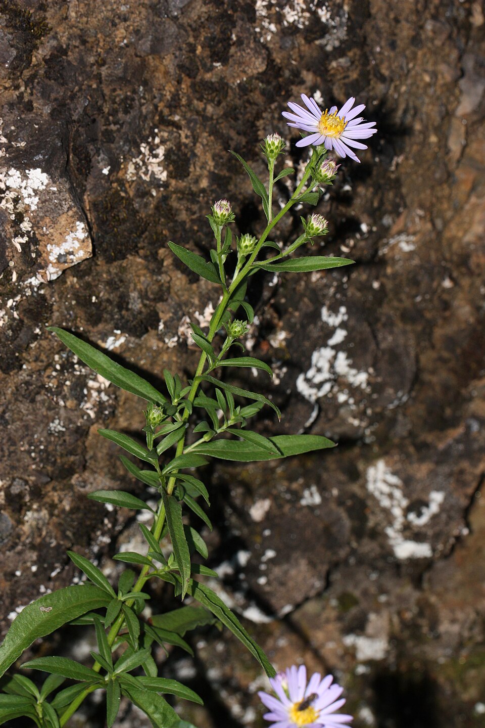Symphyotrichum subspicatum (Douglas' aster) (alternate view 6)