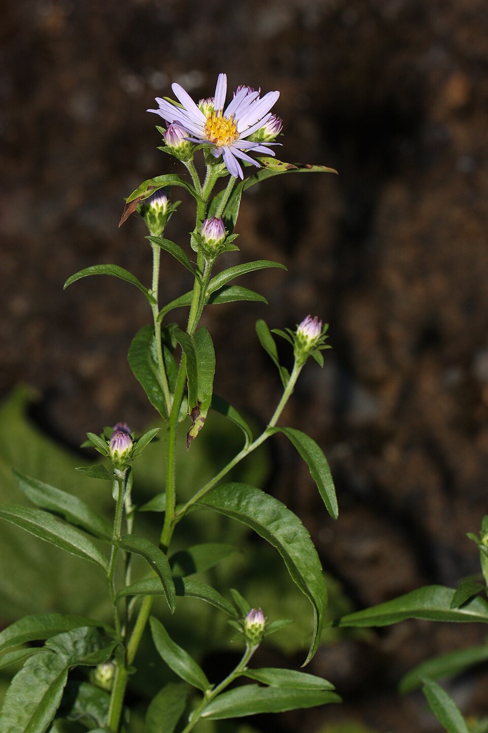 Symphyotrichum subspicatum (Douglas' aster) (alternate view 7)