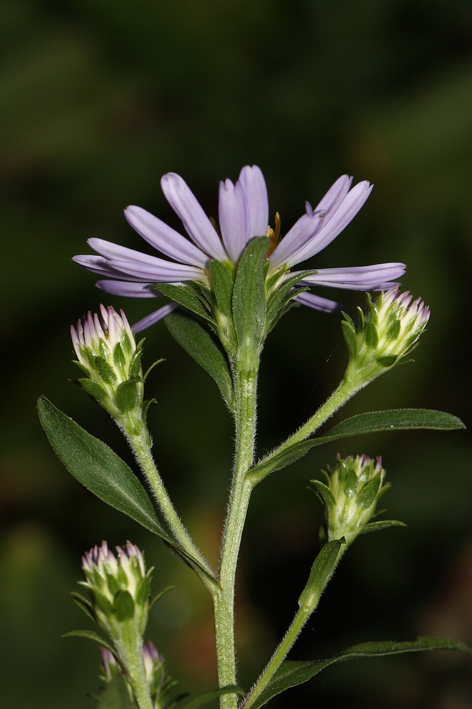 Symphyotrichum subspicatum (Douglas' aster) (alternate view 8)