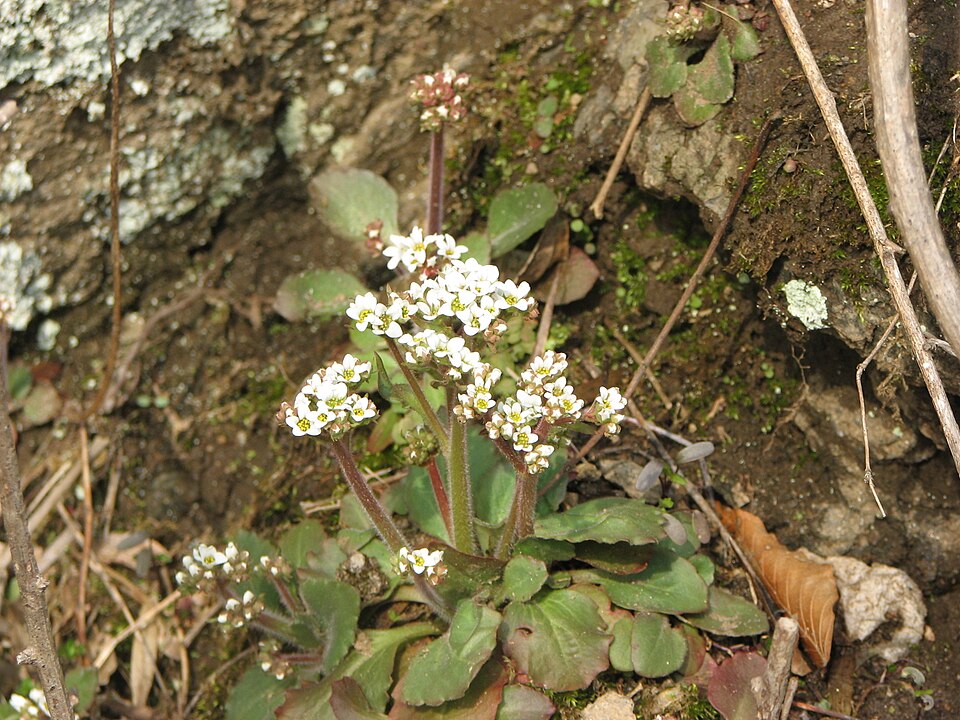 Micranthes virginiensis (Virginia saxifrage) (alternate view 3)