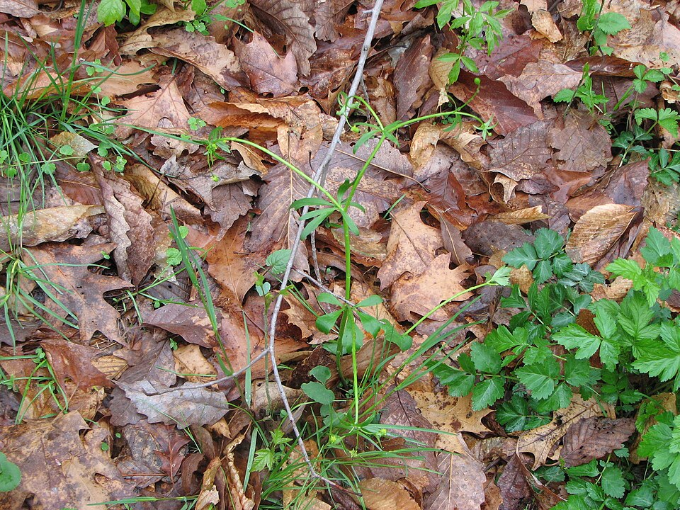 Ranunculus abortivus (small-flowered buttercup)