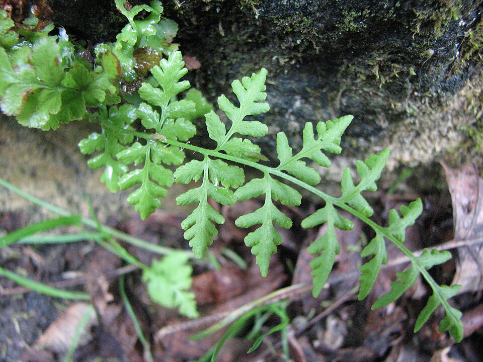 Woodsia obtusa (blunt woodsia) (alternate view 8)