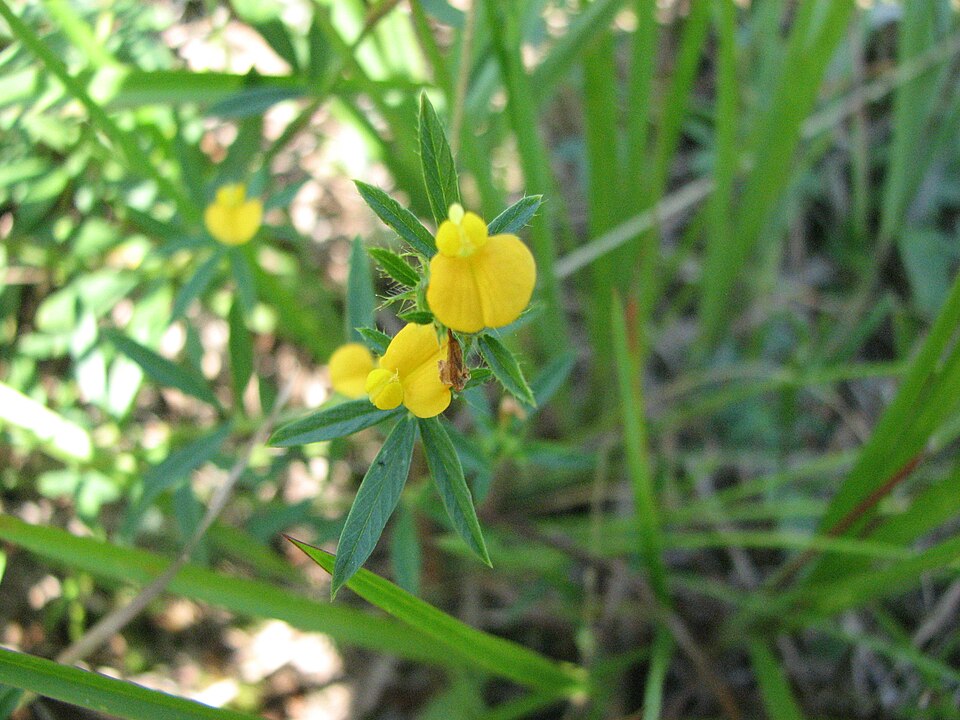 Stylosanthes biflora (sidebeak pencilflower)