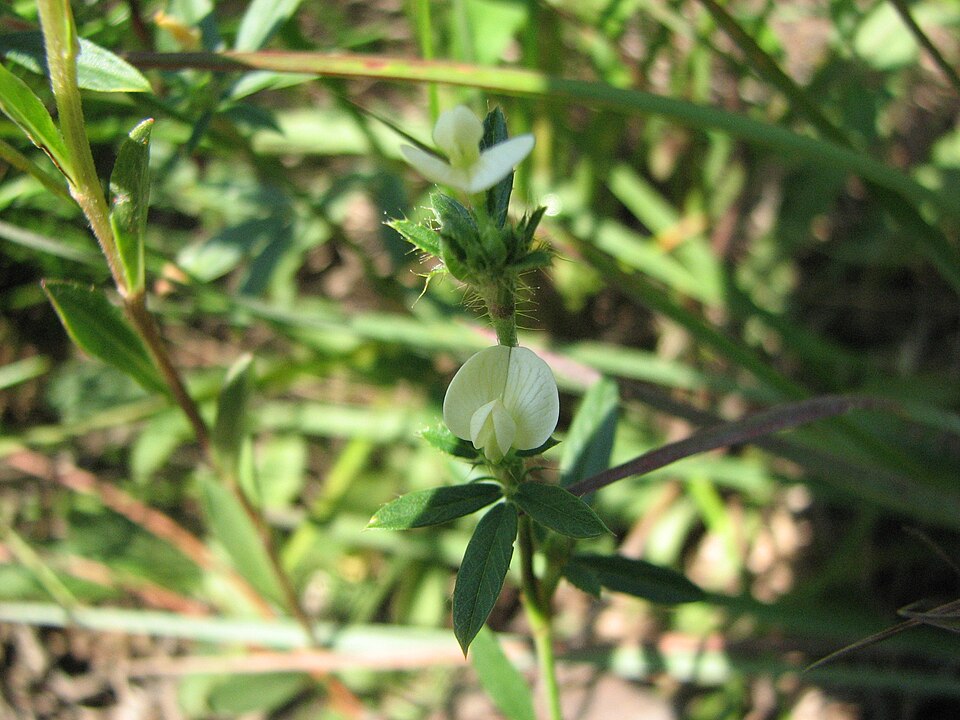 Stylosanthes biflora (sidebeak pencilflower) (alternate view 2)