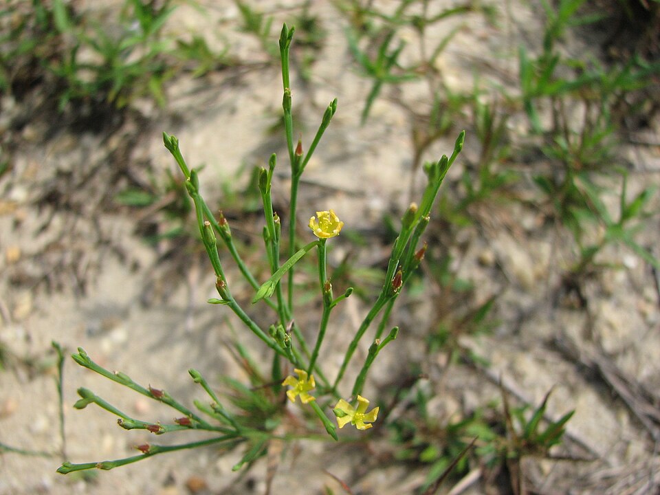 Hypericum gentianoides (pineweed)