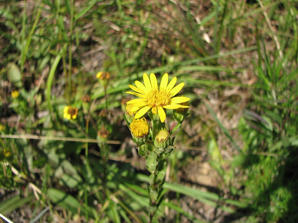 Chrysopsis mariana (Maryland golden-aster) (alternate view 6)