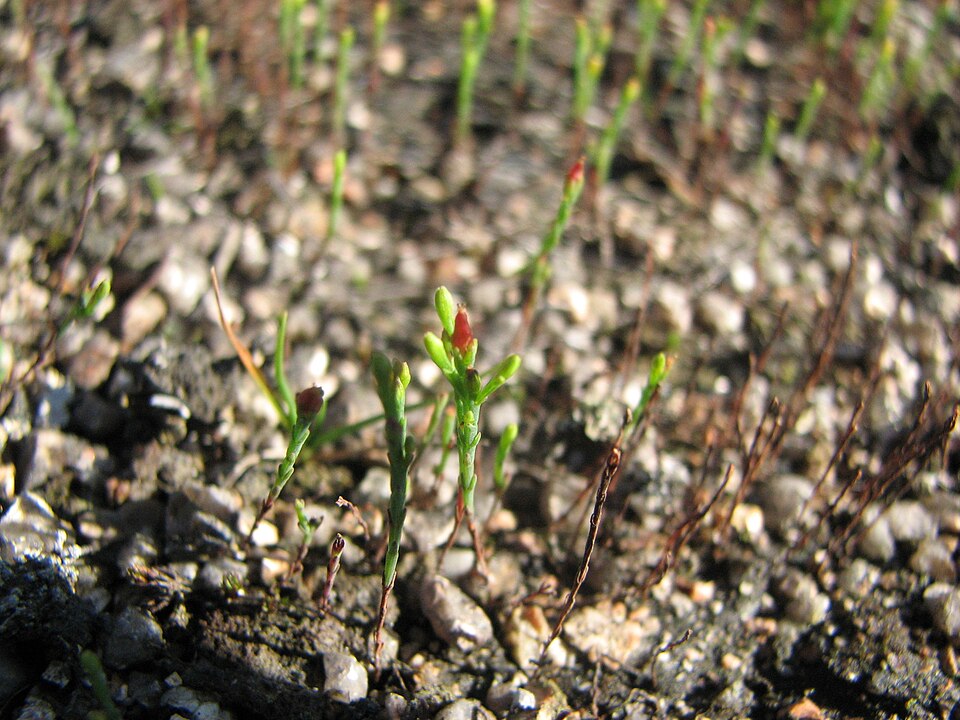 Hypericum gentianoides (pineweed) (alternate view 2)