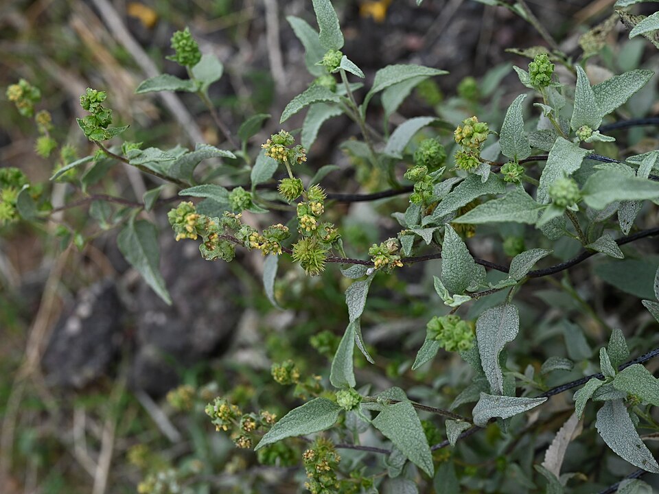 Ambrosia deltoidea (triangle-leaf bursage) (alternate view 9)