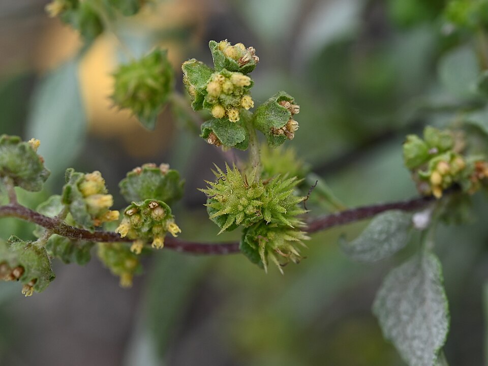 Ambrosia deltoidea (triangle-leaf bursage) (alternate view 10)