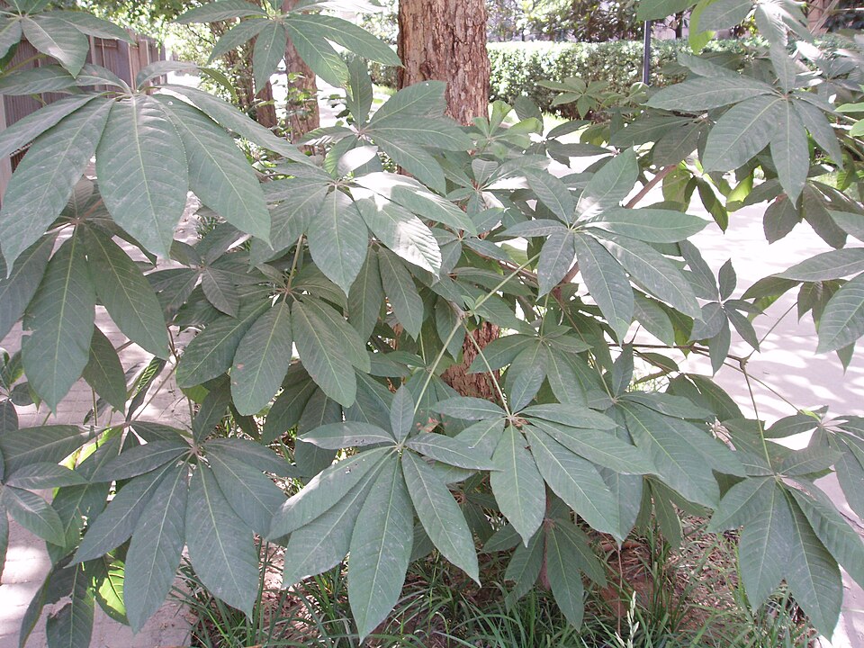 Aesculus chinensis (Chinese Horse Chestnut)