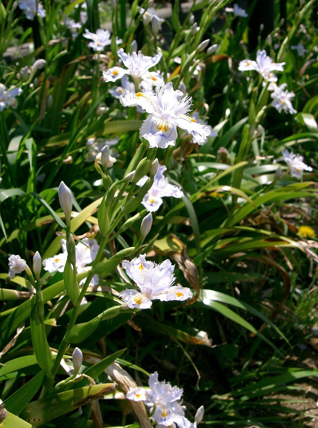 Iris japonica, Fringed iris — spreading evergreen (Iridaceae) (image 1 of 10)