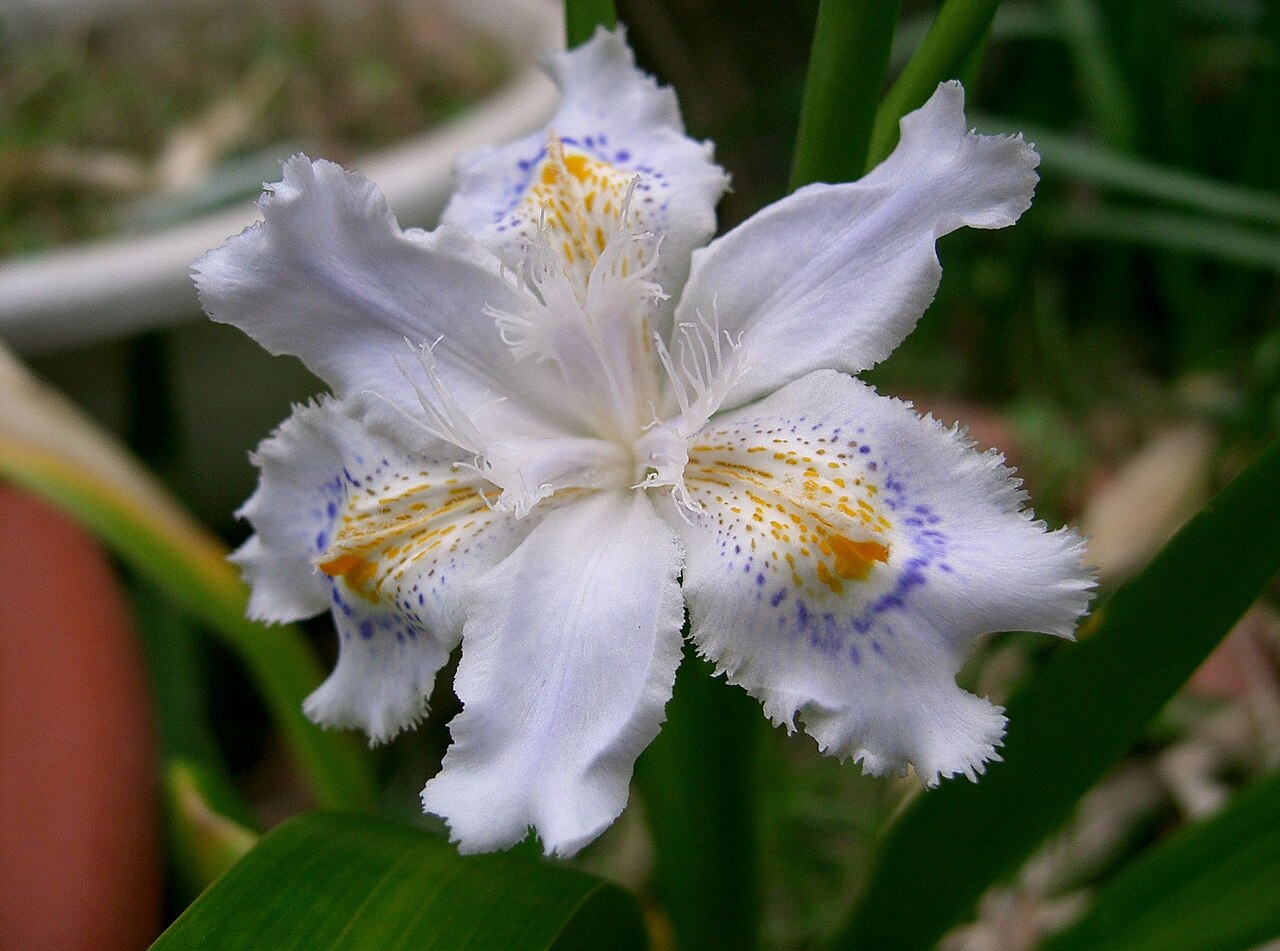 Iris japonica, Fringed iris — spreading evergreen (Iridaceae) (image 2 of 10)