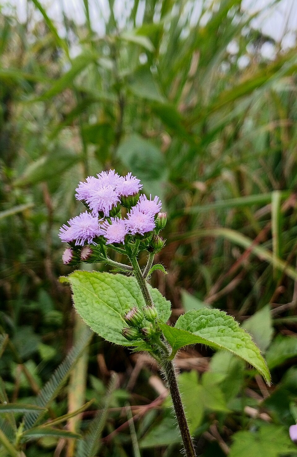 Ageratum (Ageratums) (alternate view 3)