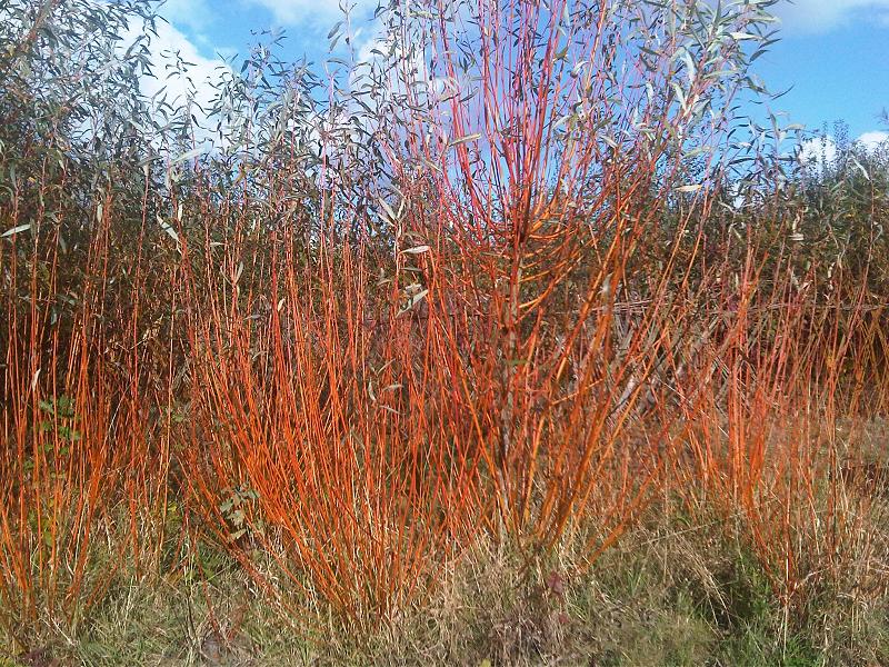 Cornus alba, Red-barked dogwood — upright deciduous (Cornaceae) (image 8 of 10)