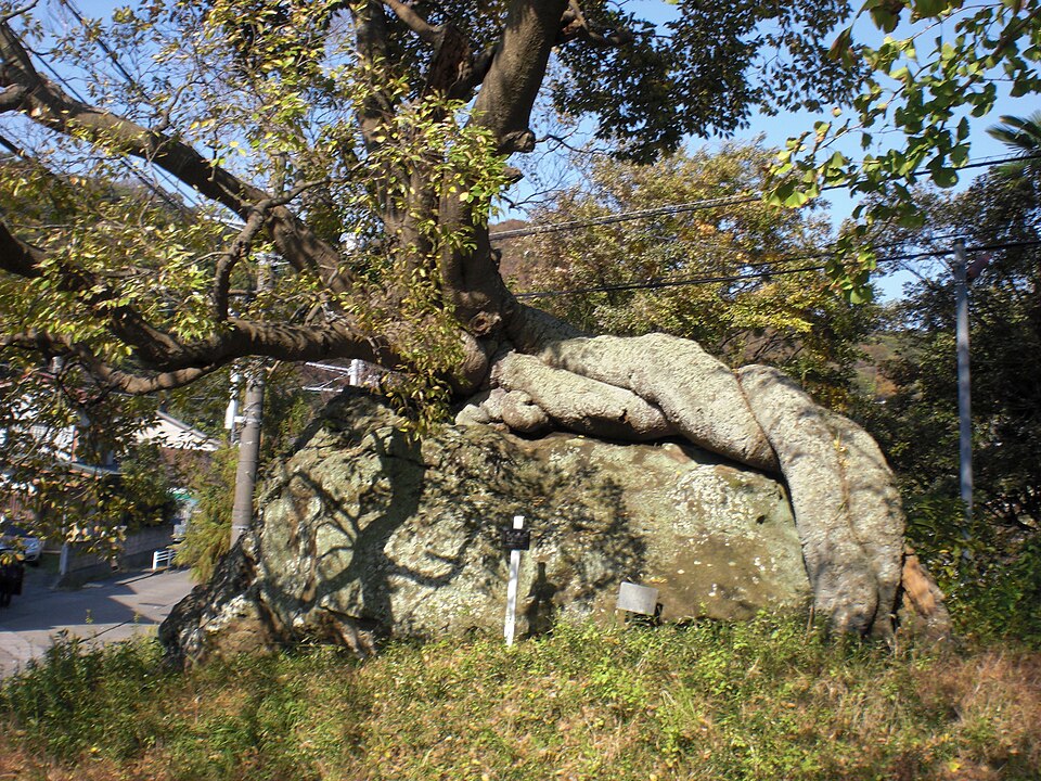 Celtis sinensis (Chinese Hackberry) (alternate view 8)