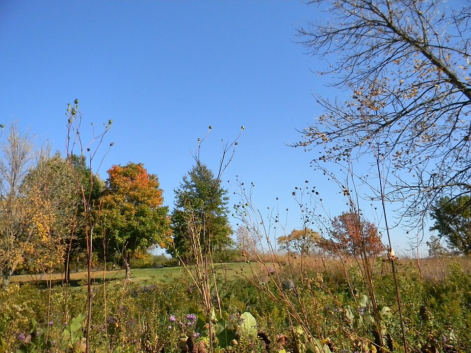 Silphium laciniatum (compass plant) (alternate view 6)