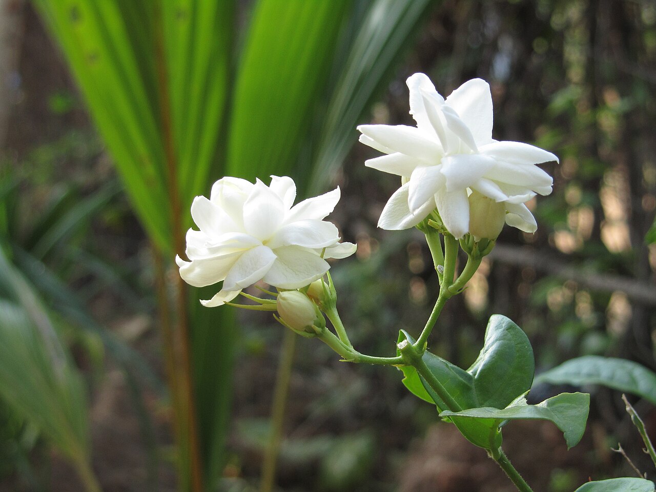Jasminum sambac, Arabian jasmine — spreading evergreen (Oleaceae) (image 5 of 8)