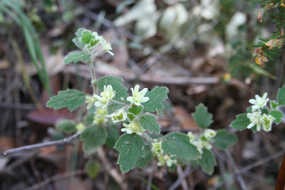 Xanthosia pilosa (Woolly Xanthosia) (alternate view 7)