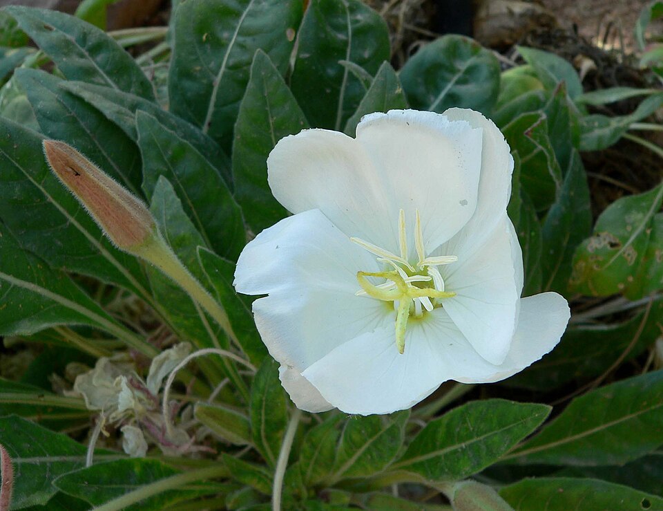 Oenothera cespitosa (fragrant evening primrose)