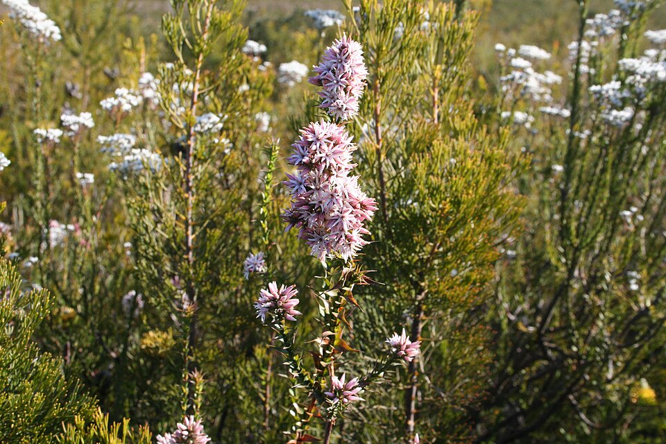 Sprengelia incarnata (Pink Swamp Heath) (alternate view 4)