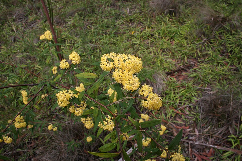 Pomaderris