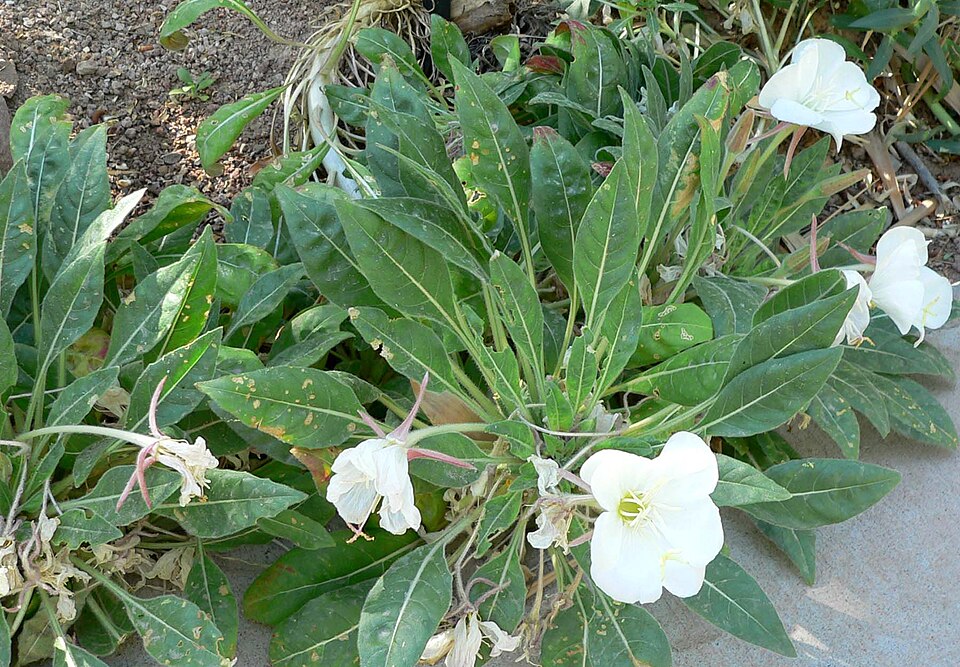 Oenothera cespitosa (fragrant evening primrose) (alternate view 2)