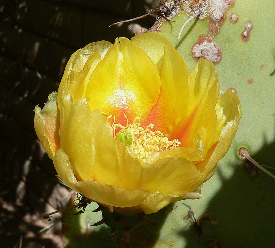 Opuntia engelmannii (Engelmann's Pricklypear) (alternate view 6)