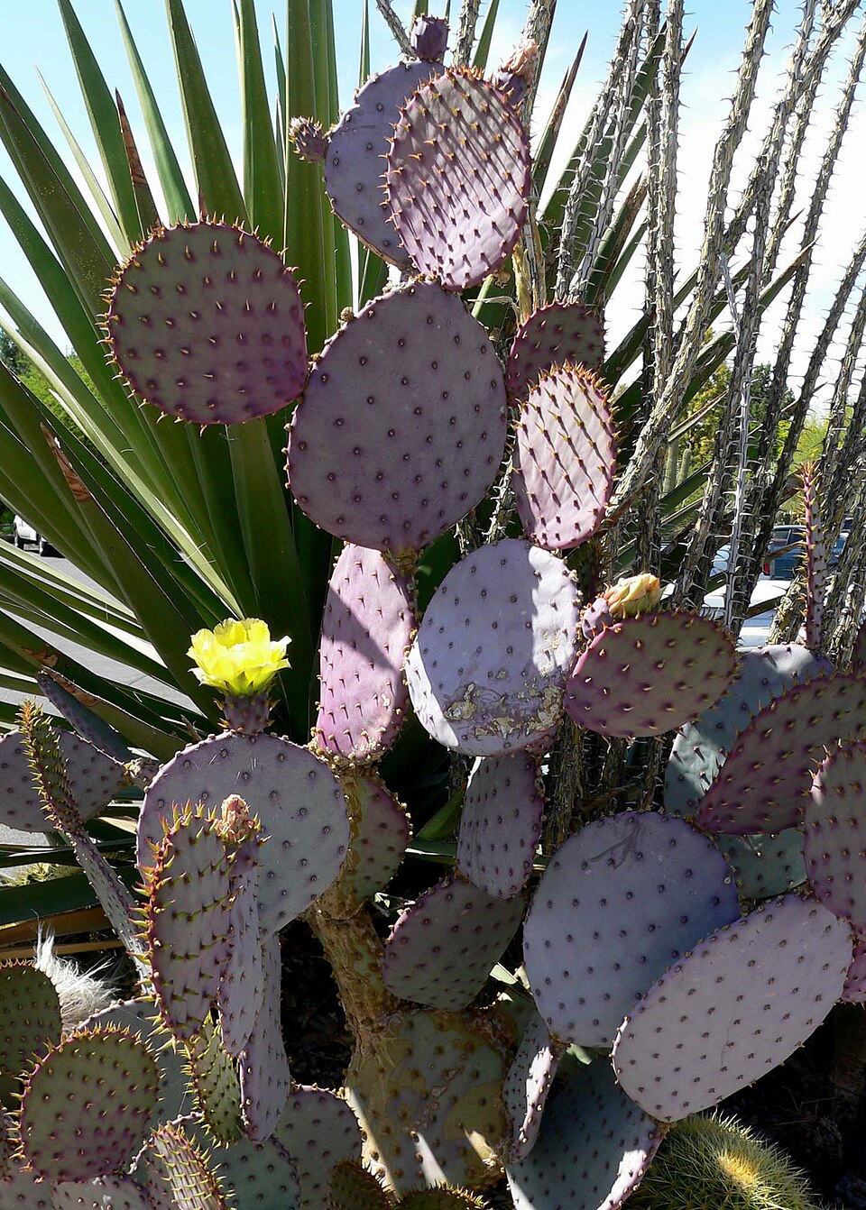 Opuntia santa-rita (Santa Rita Prickly Pear) (alternate view 4)