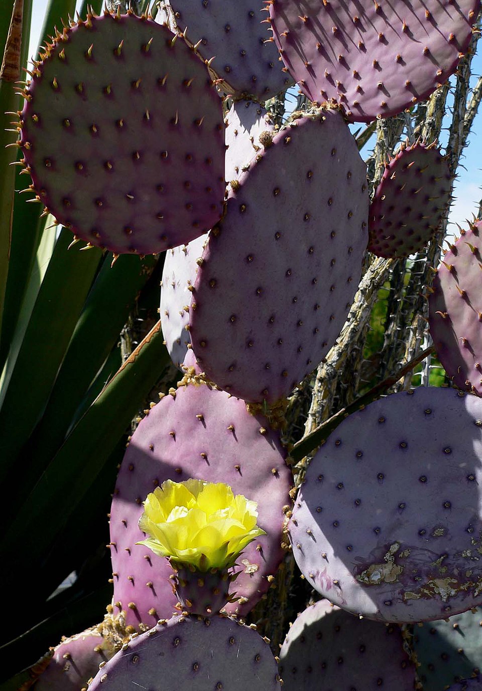 Opuntia santa-rita (Santa Rita Prickly Pear) (alternate view 5)
