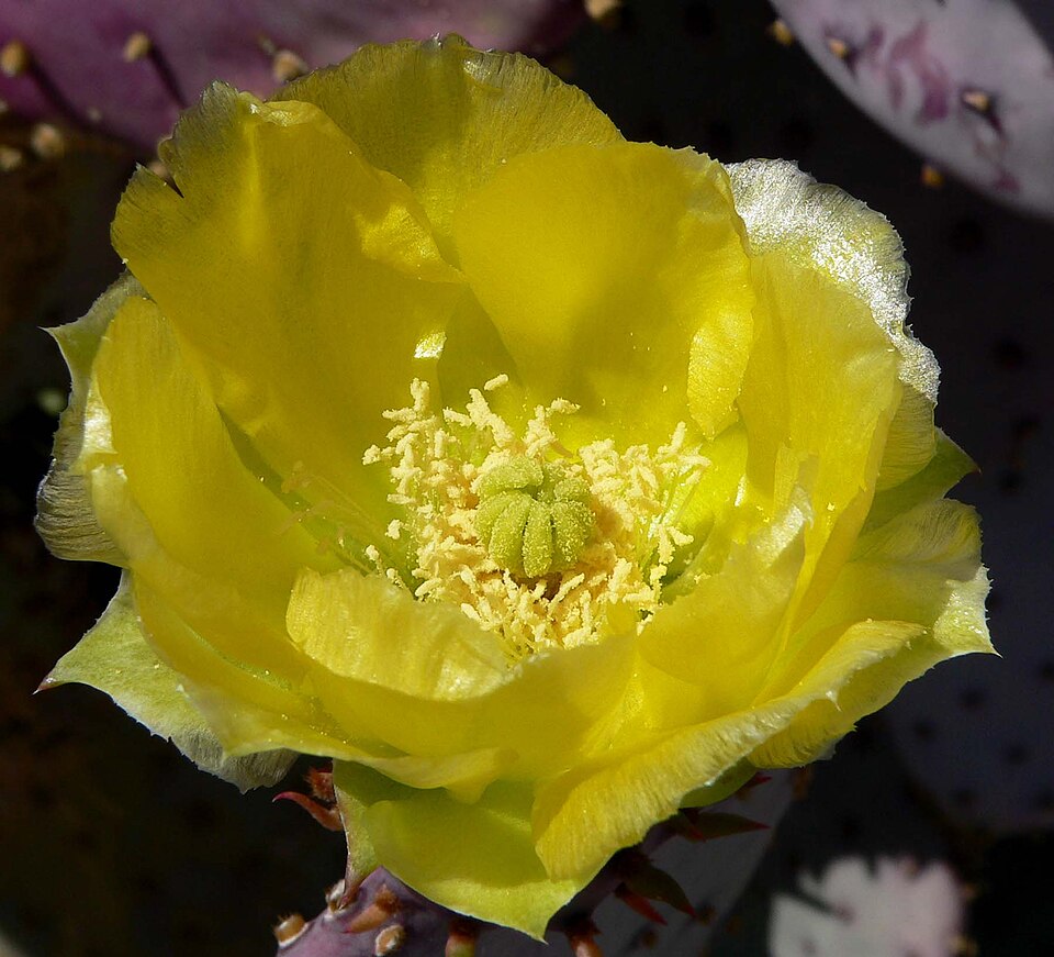 Opuntia santa-rita (Santa Rita Prickly Pear) (alternate view 6)