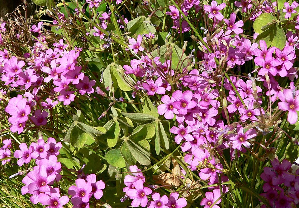 Oxalis articulata (pink-sorrel)