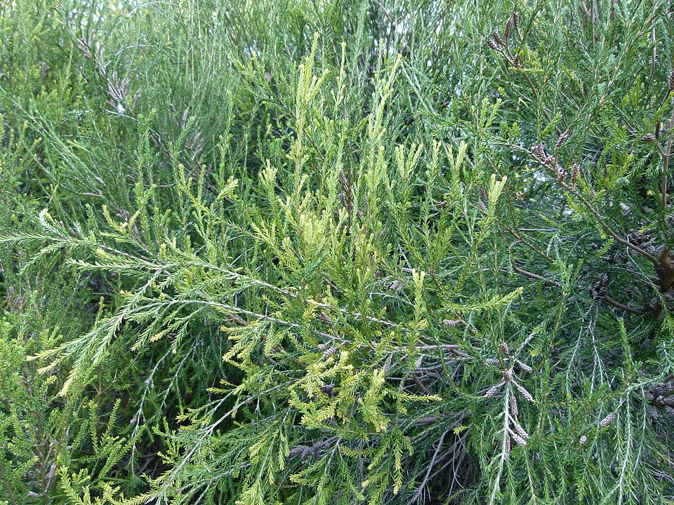 Melaleuca ericifolia (Swamp Paperbark) (alternate view 7)