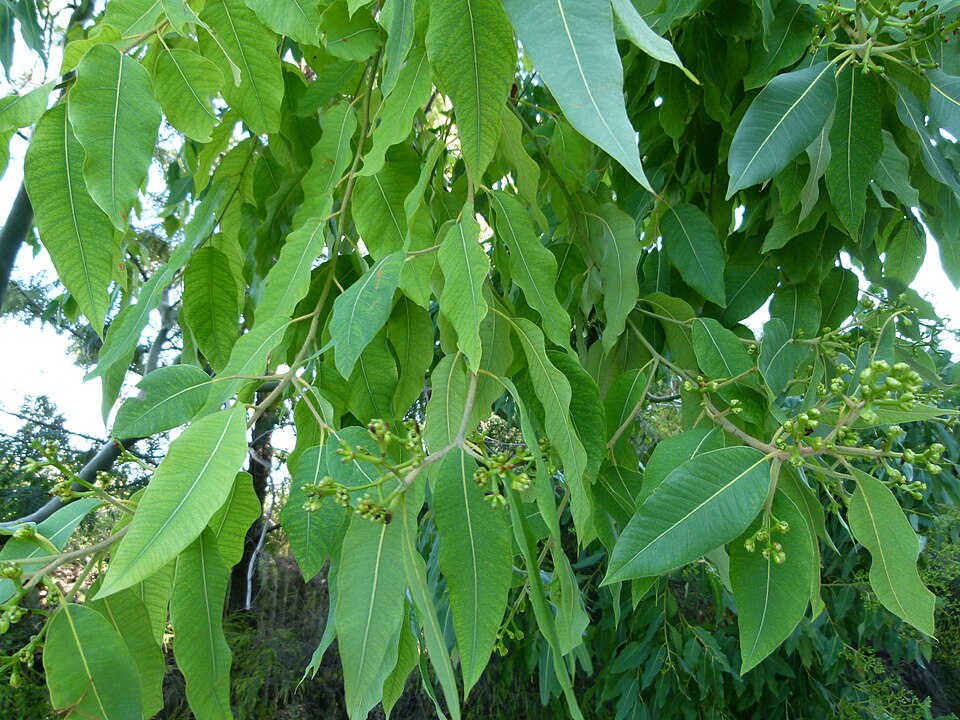 Corymbia torelliana (cadaghi) (alternate view 3)