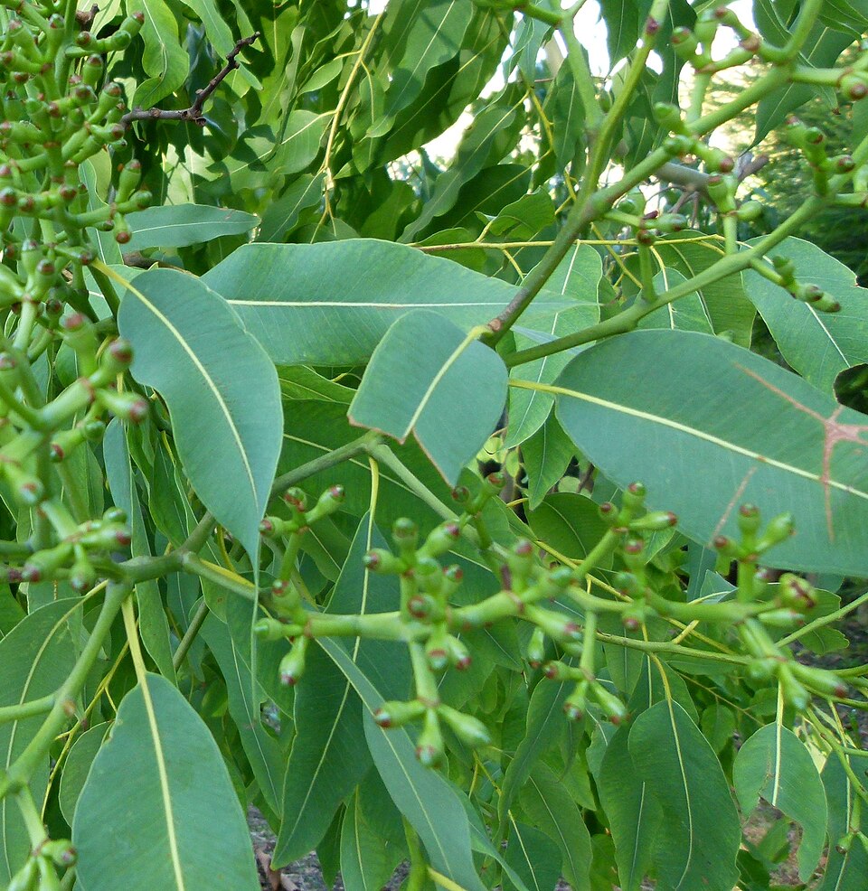 Corymbia torelliana (cadaghi) (alternate view 4)