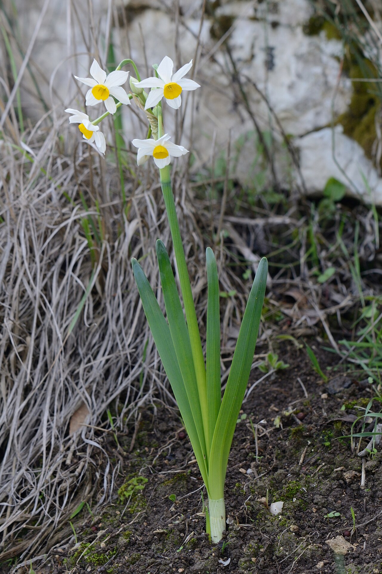 Narcissus tazetta, Paperwhite narcissus — clumping (Amaryllidaceae) (image 3 of 10)