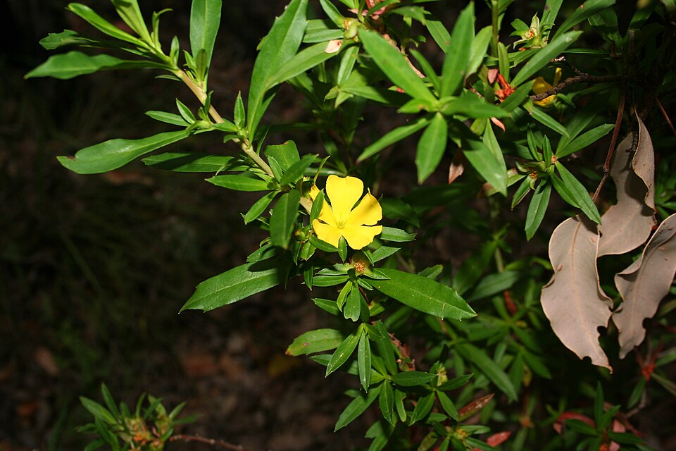 Hibbertia cuneiformis (Cutleaf Hibbertia) (alternate view 7)