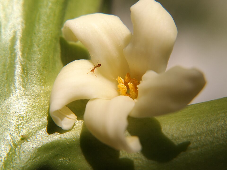 Carica papaya (Papaya) (alternate view 9)