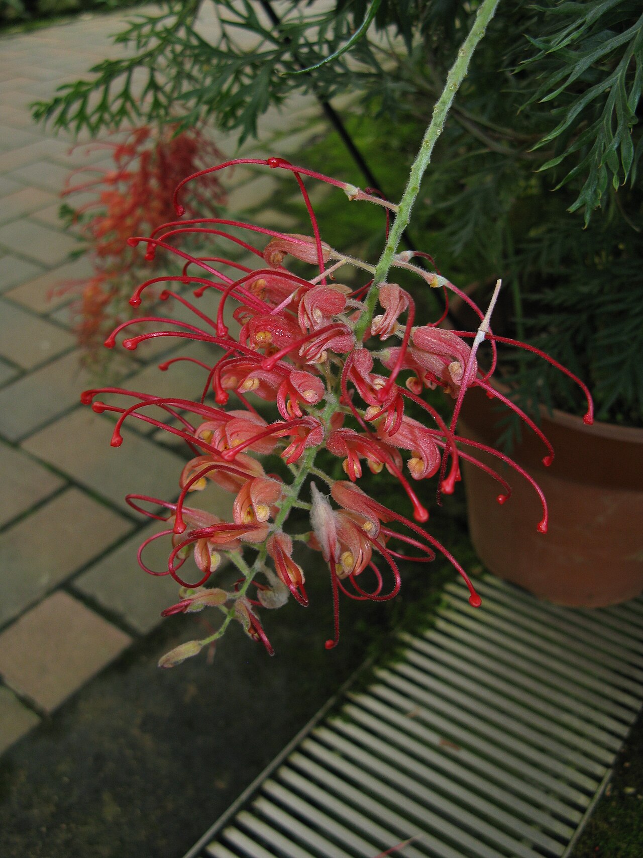 Grevillea 'Robyn Gordon', Grevillea Robyn Gordon — spreading evergreen (Proteaceae) (image 6 of 9)