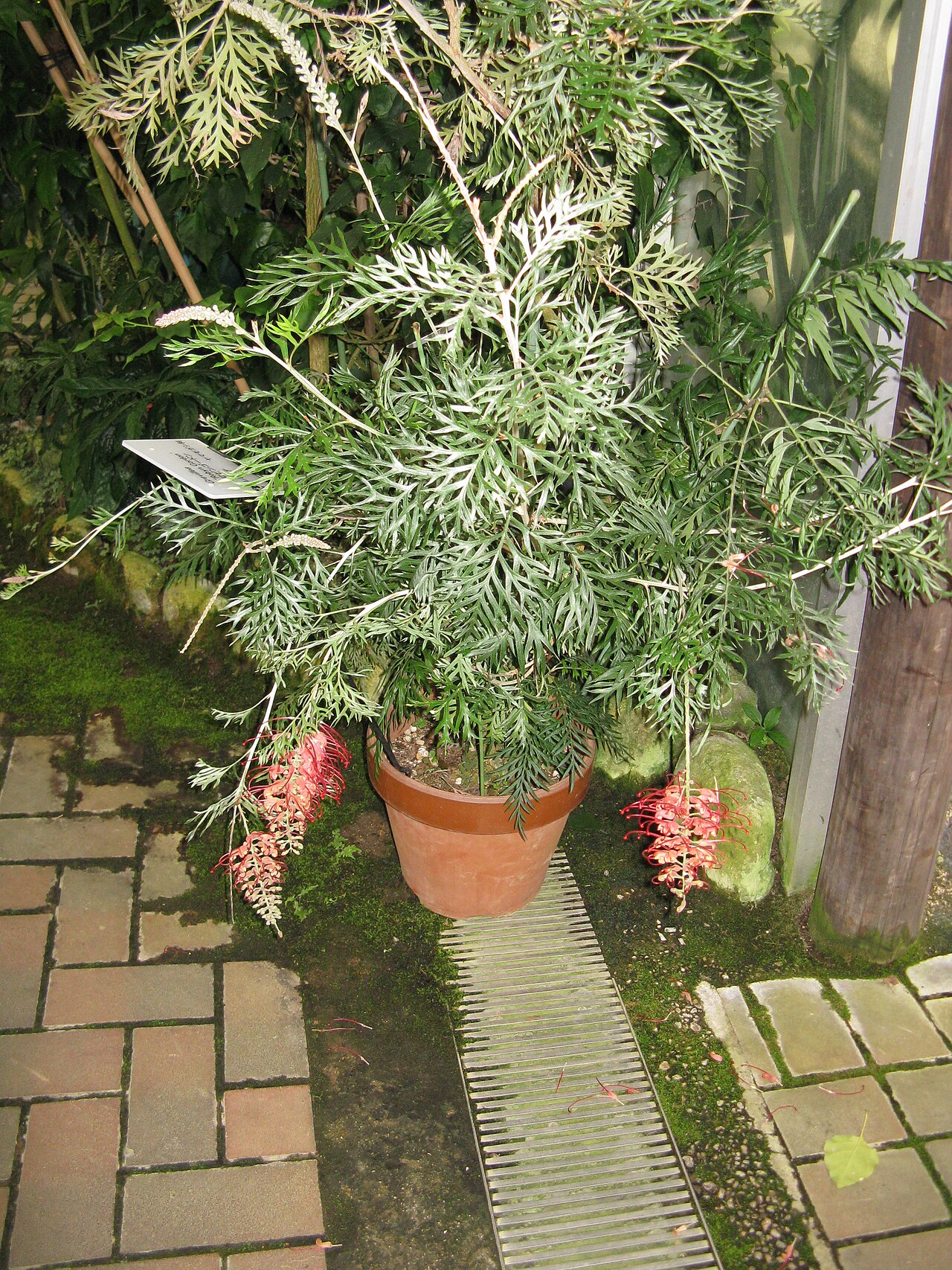 Grevillea 'Robyn Gordon', Grevillea Robyn Gordon — spreading evergreen (Proteaceae) (image 7 of 9)