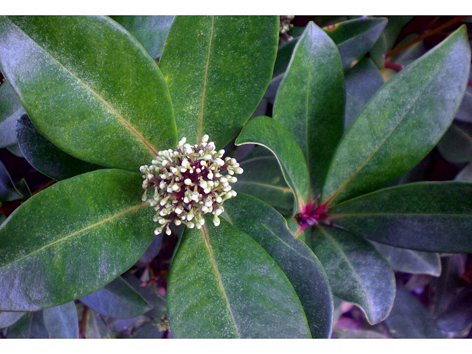 Skimmia japonica (Japanese skimmia) (alternate view 8)