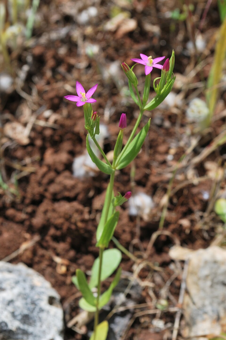 Centaurium tenuiflorum (Slender Centaury)