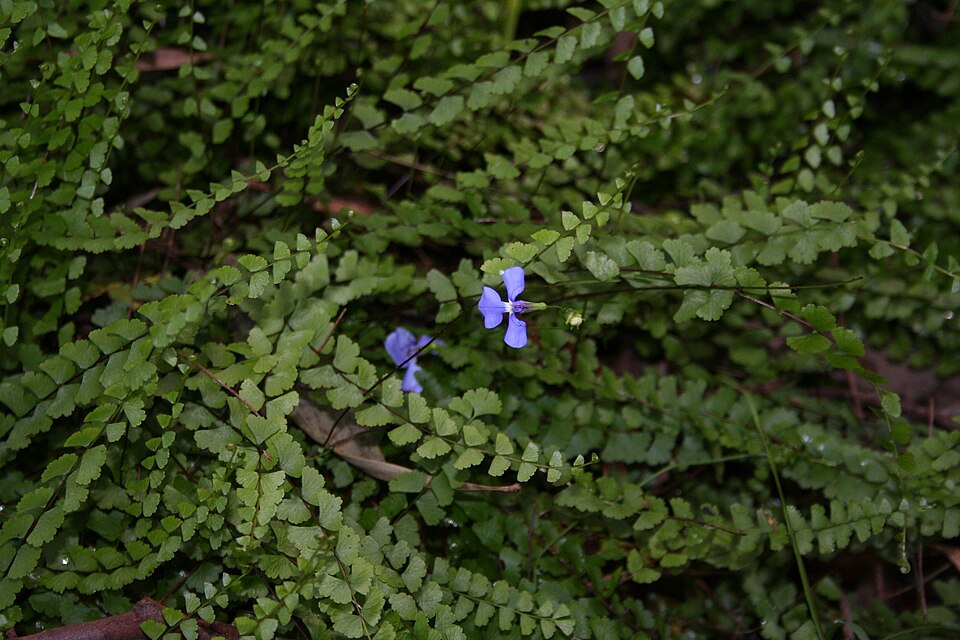 Asplenium flabellifolium (Necklace Fern) (alternate view 7)