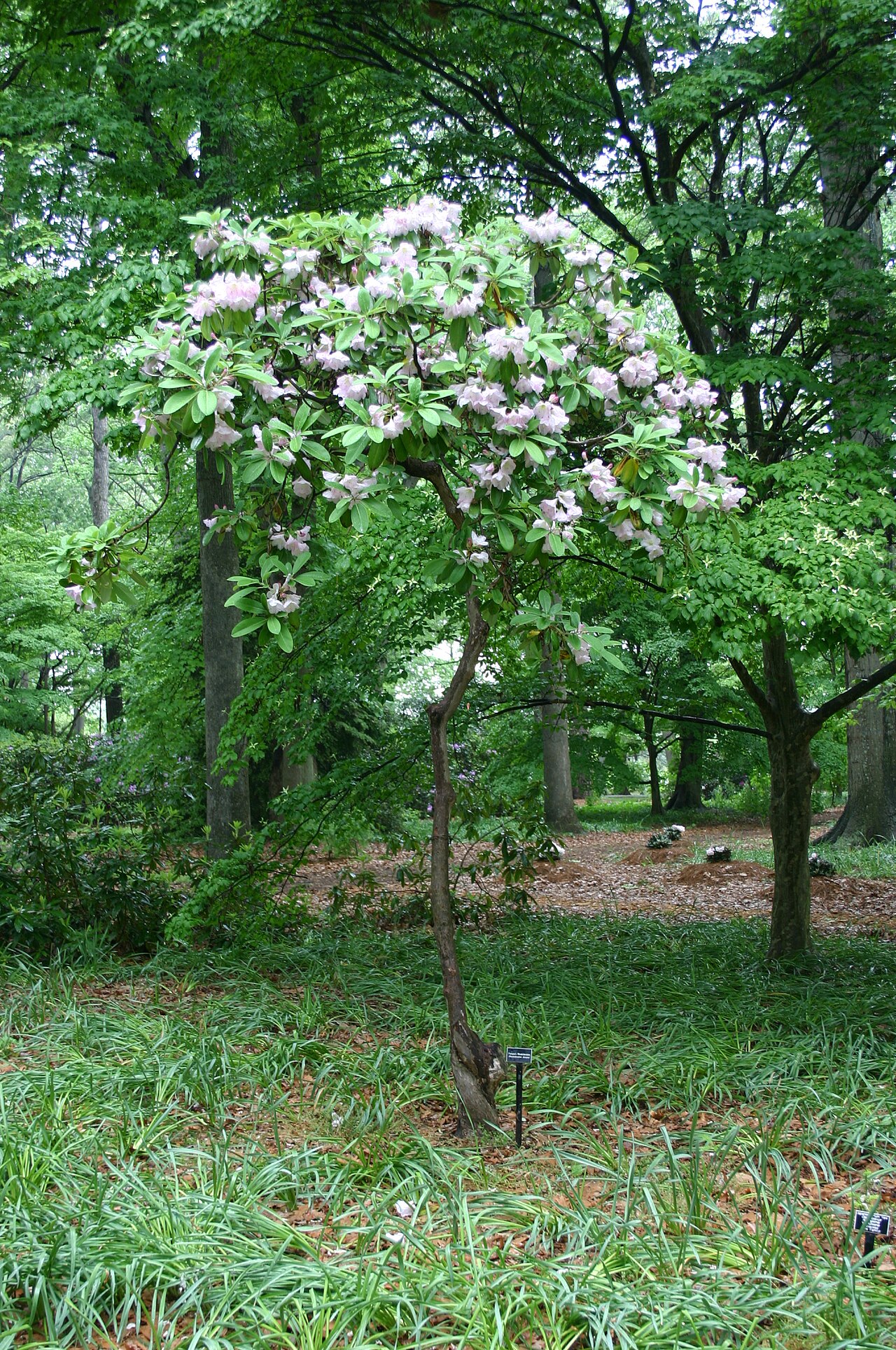 Rhododendron fortunei, Fortune's rhododendron — upright evergreen (Ericaceae) (image 5 of 10)